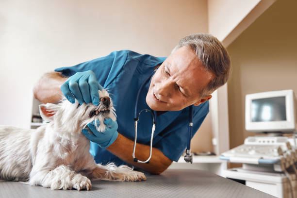 Best 24-Hour Emergency Dental Care in Eerlin, ND